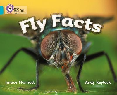 Big Cat  7 Fly Facts. Workbook.